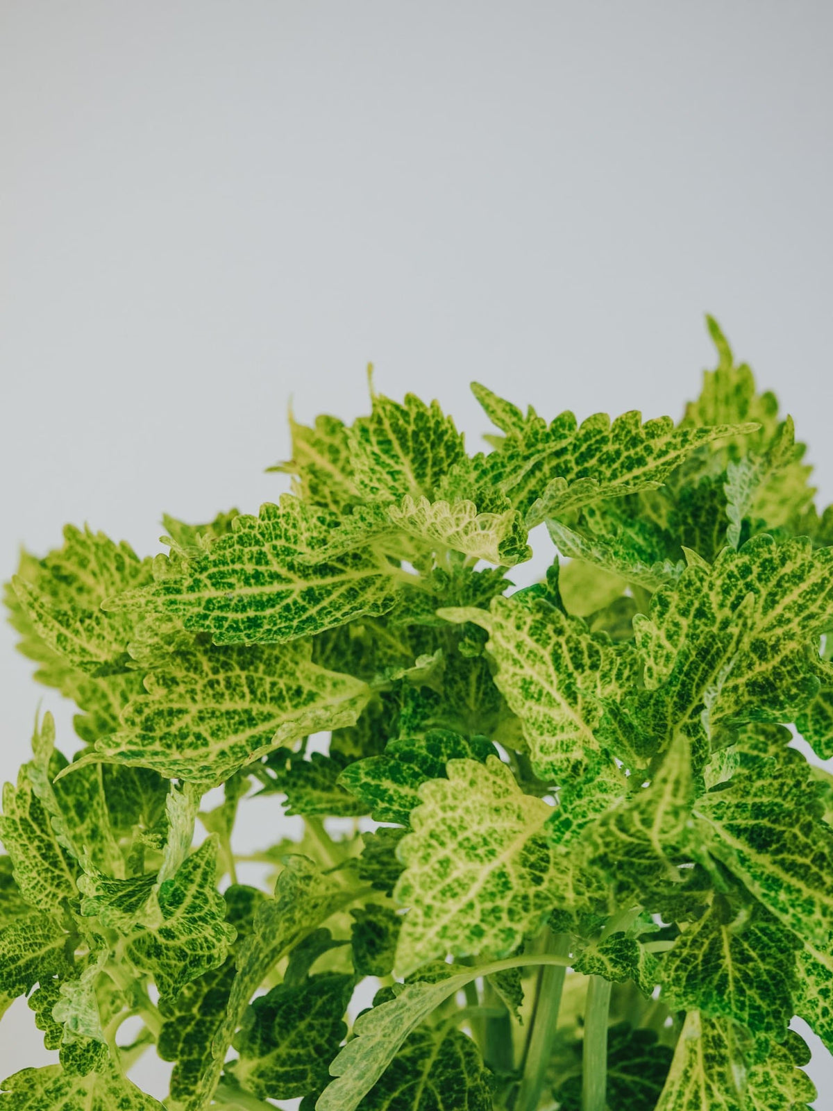 Palettblad Grön - Djungelrummet