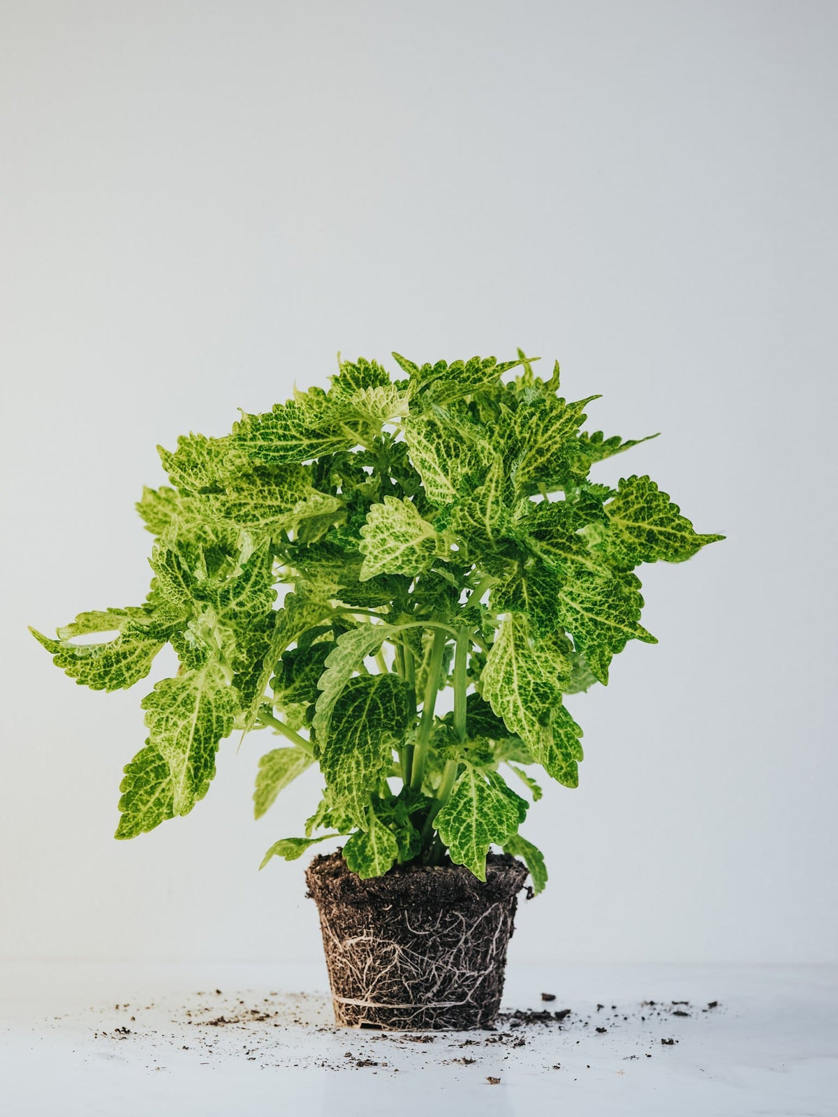 Palettblad Grön - Djungelrummet