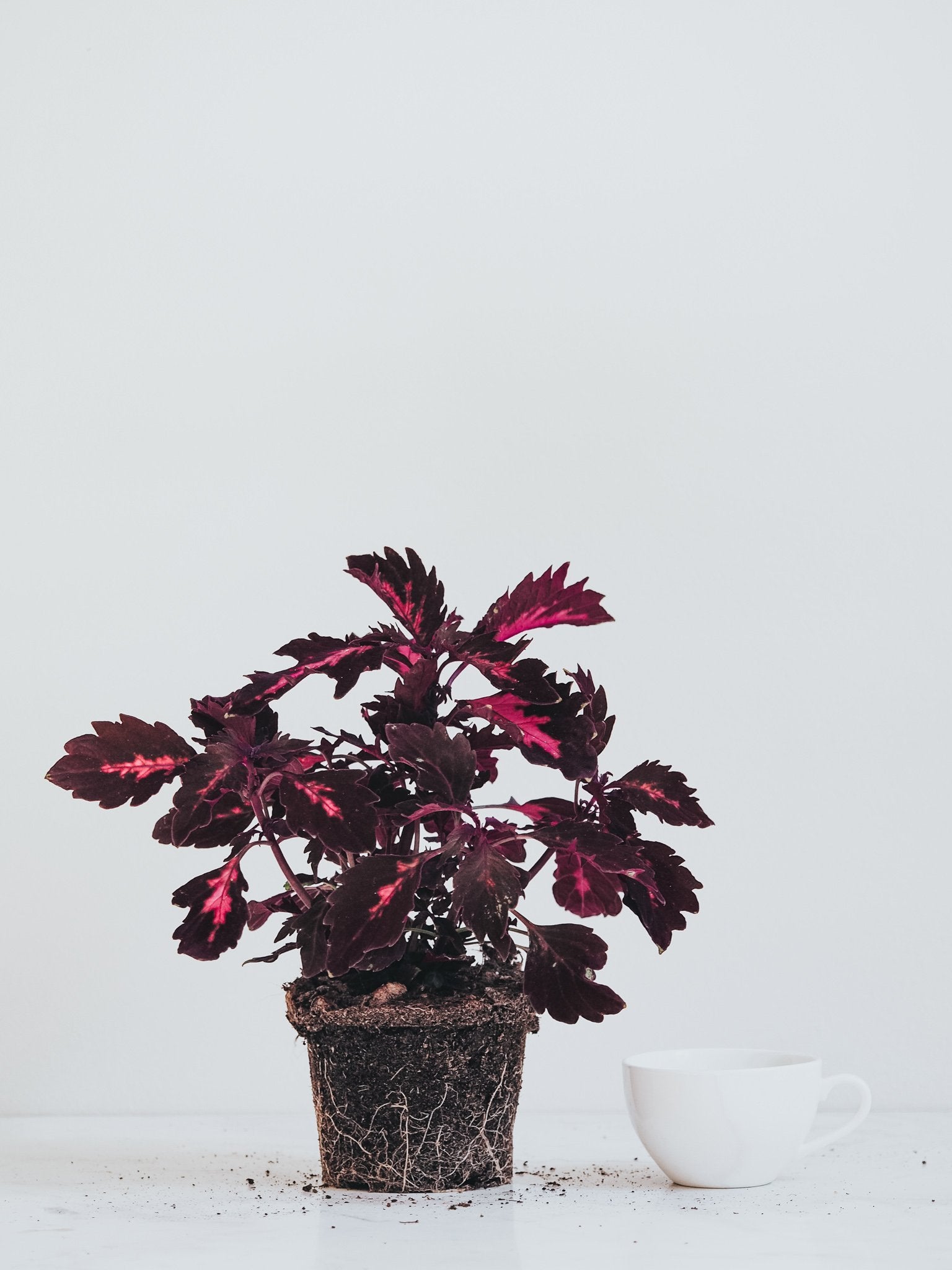 Palettblad Orange - Plantredo