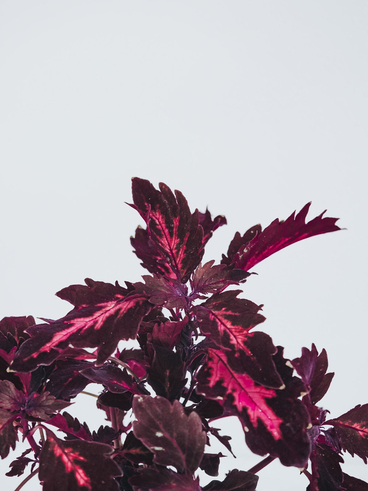 Palettblad Orange - Plantredo