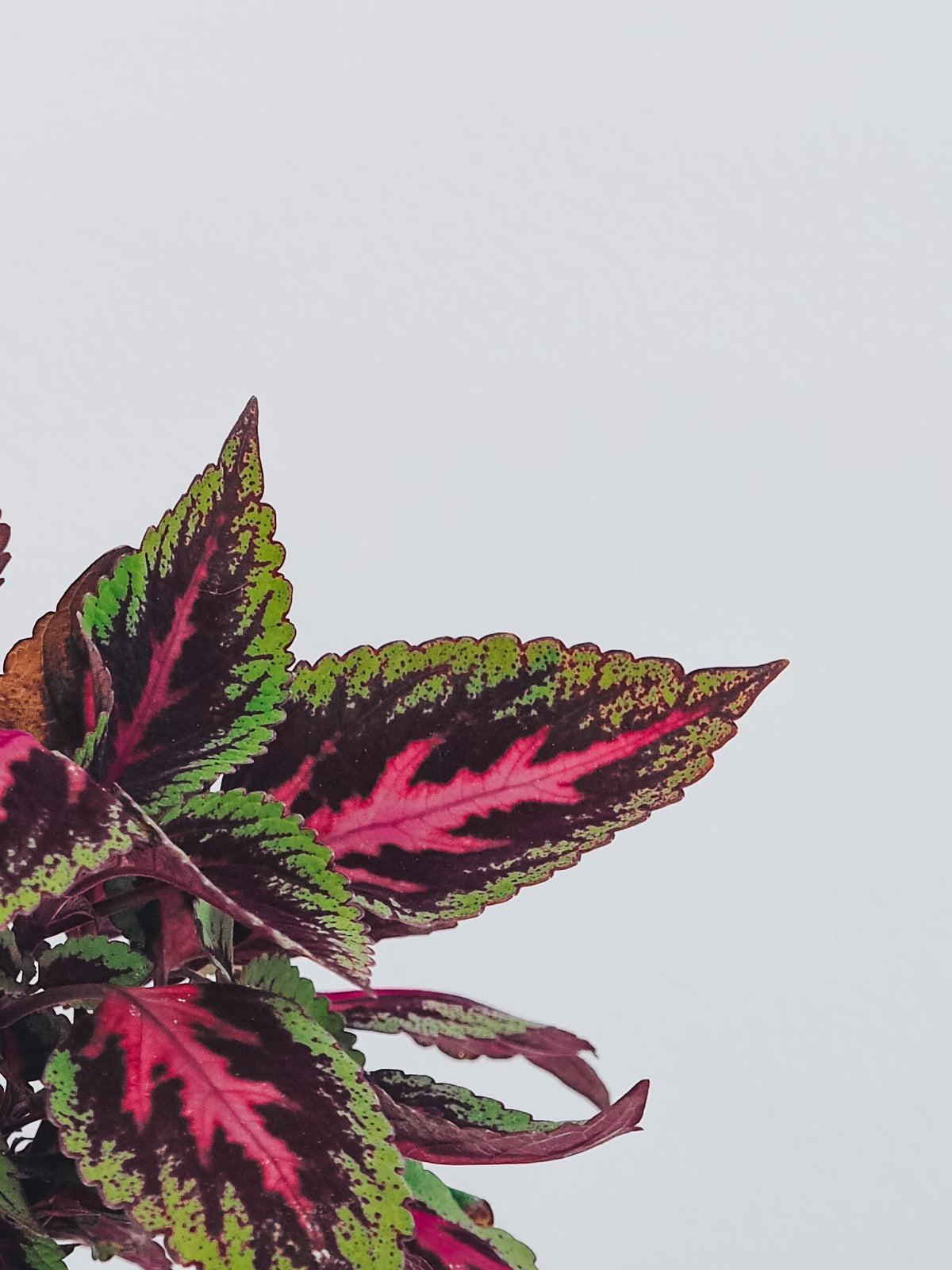 Palettblad Rosa - Plantredo