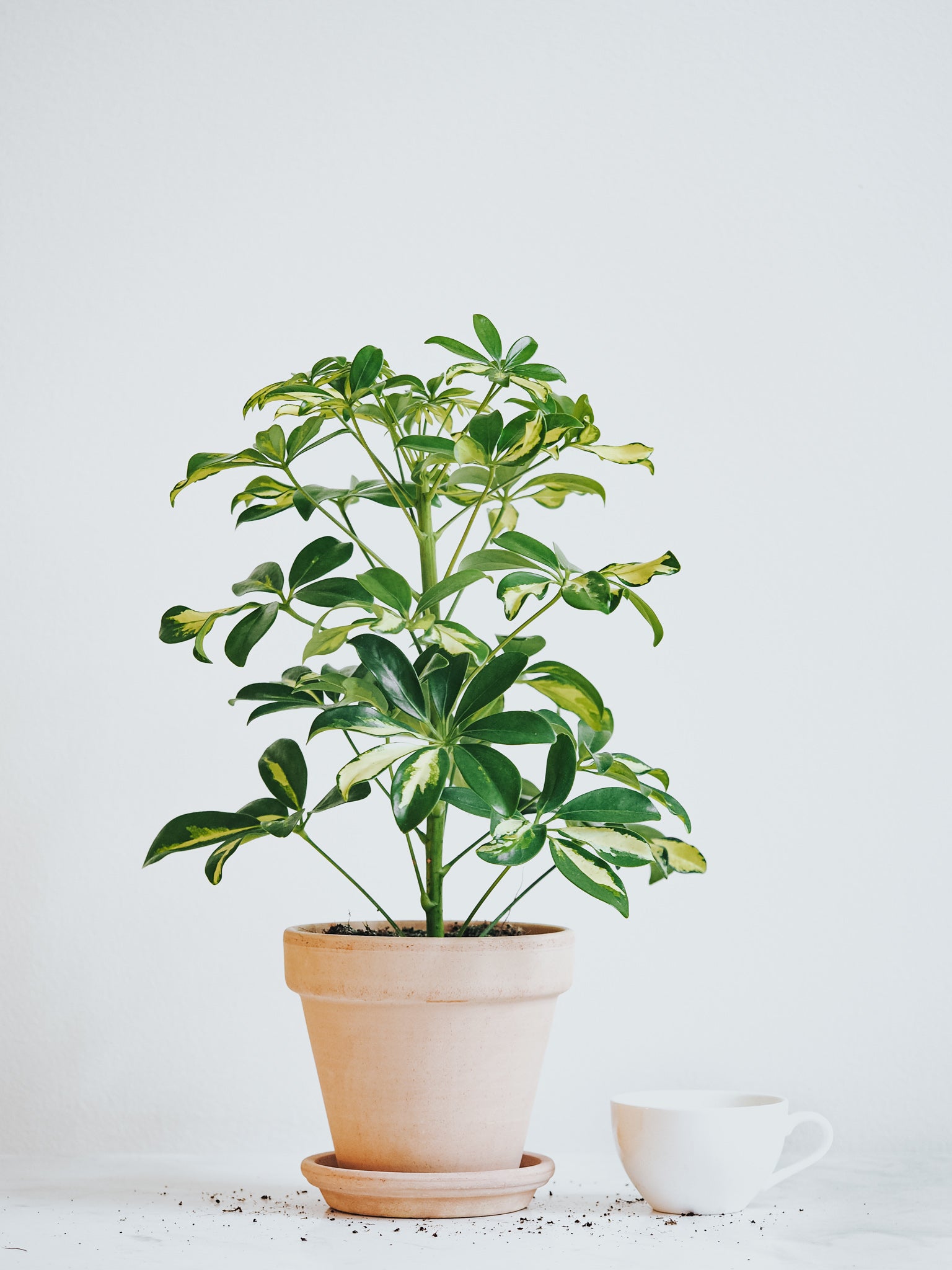 Paraplyaralia Trinette - Plantredo