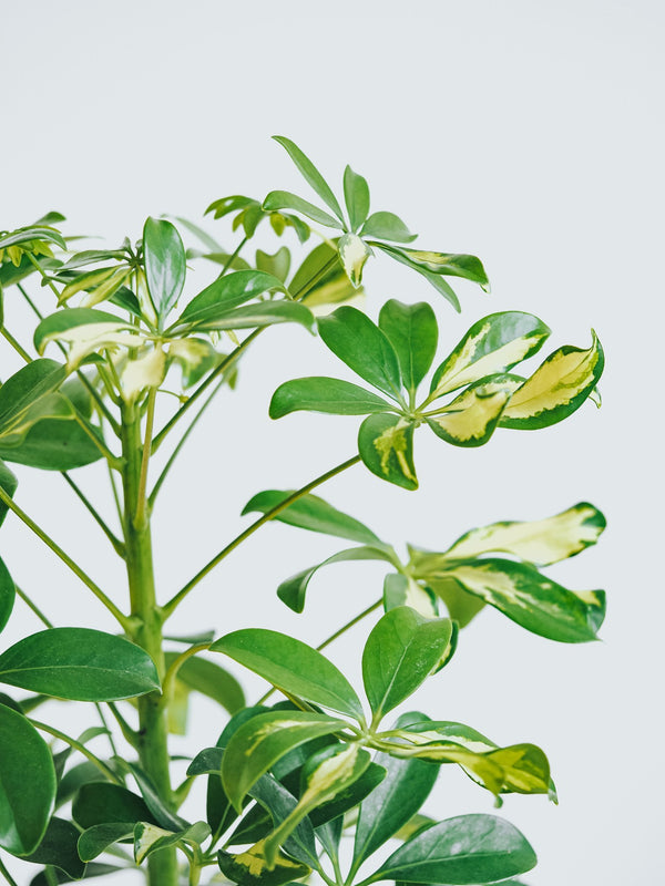 Paraplyaralia Trinette - Plantredo