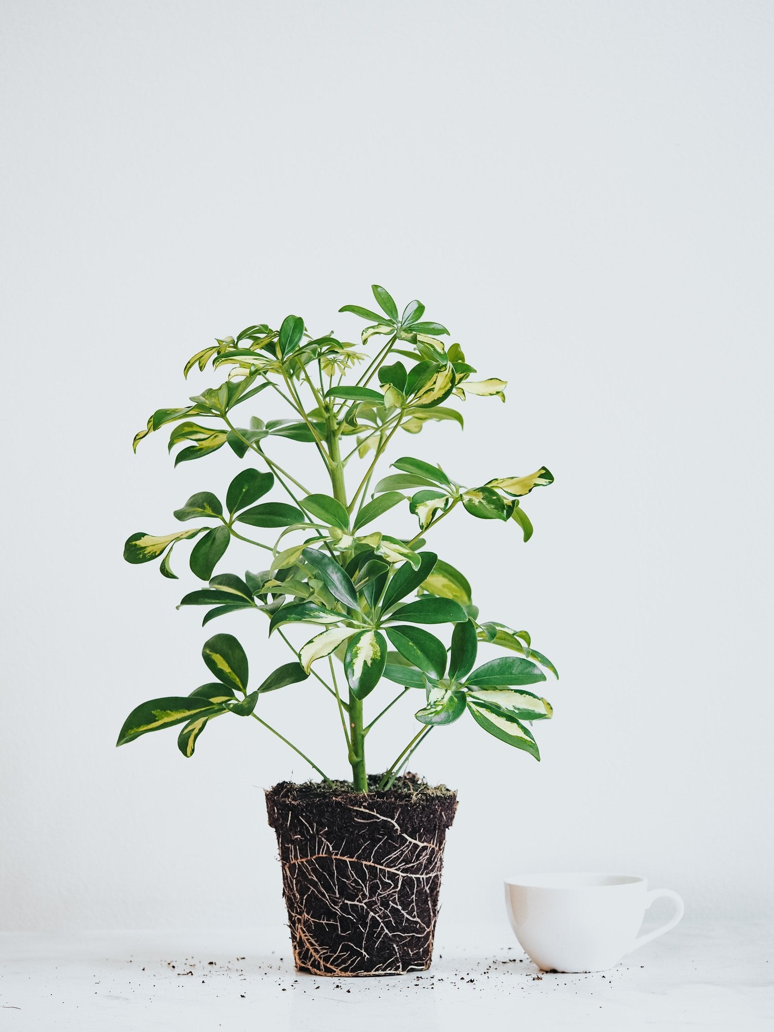 Paraplyaralia Trinette - Plantredo