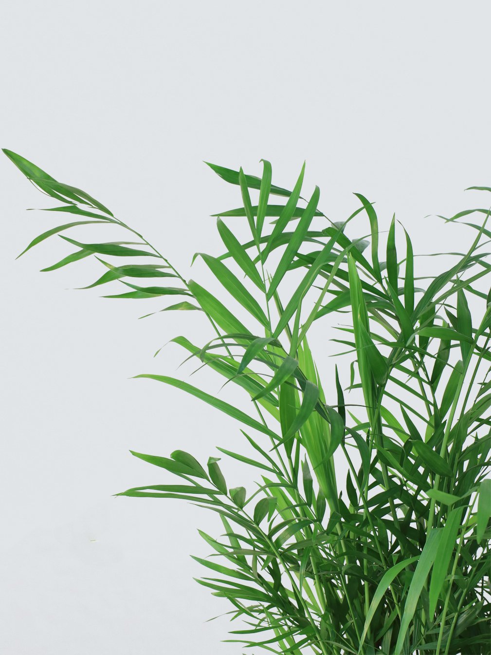 Parlor Palm - Plantredo