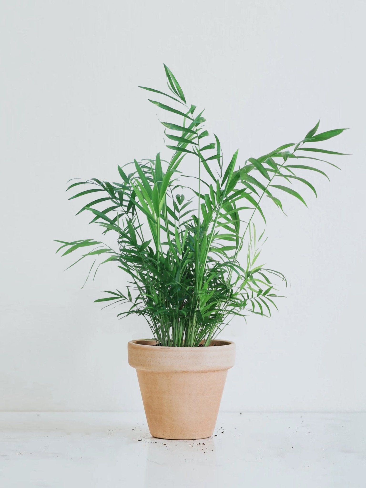 Parlor Palm - Plantredo