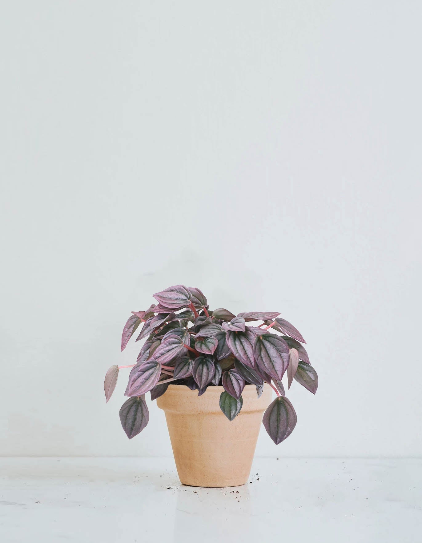 Peperomia caperata ´Cayenne´ - Plantredo