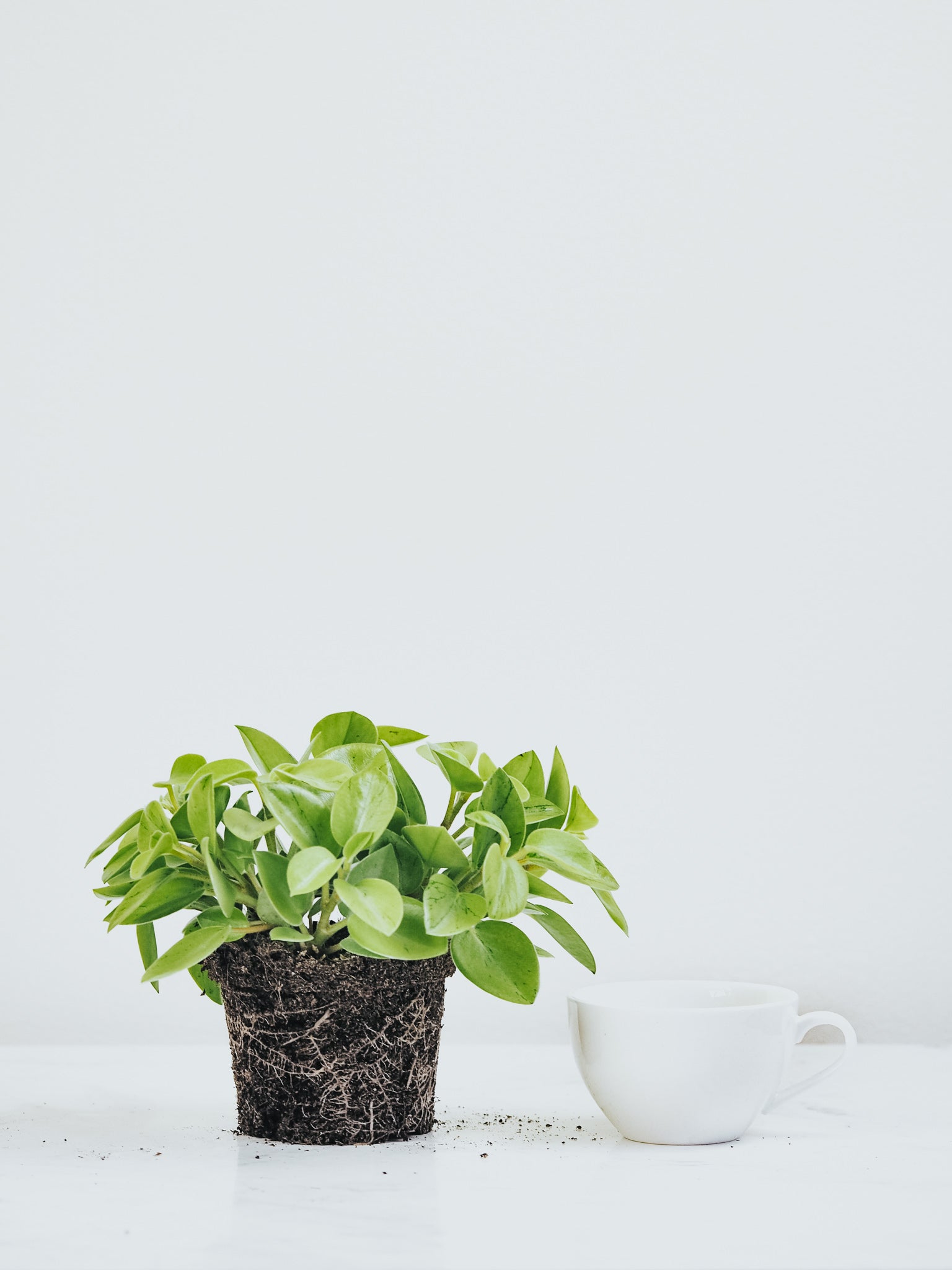 Peperomia Pixie Lime - Plantredo