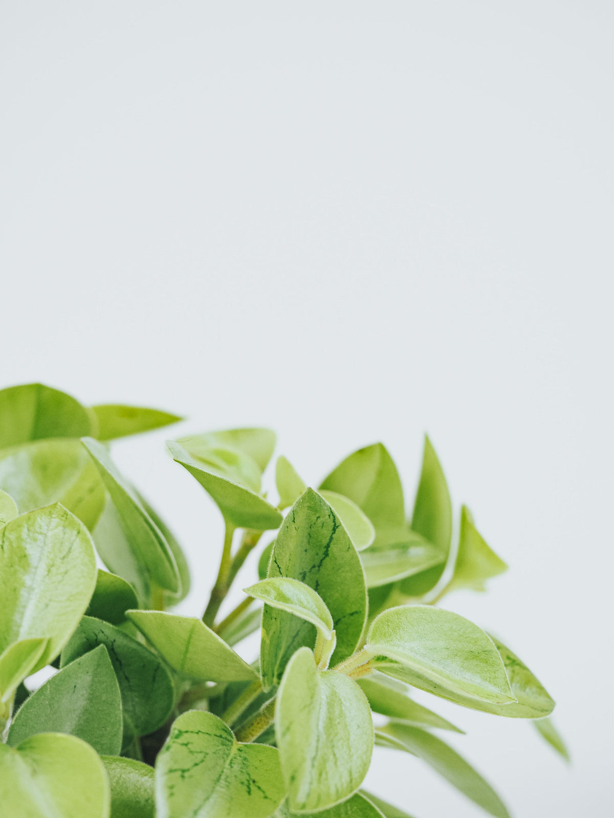 Peperomia Pixie Lime - Plantredo