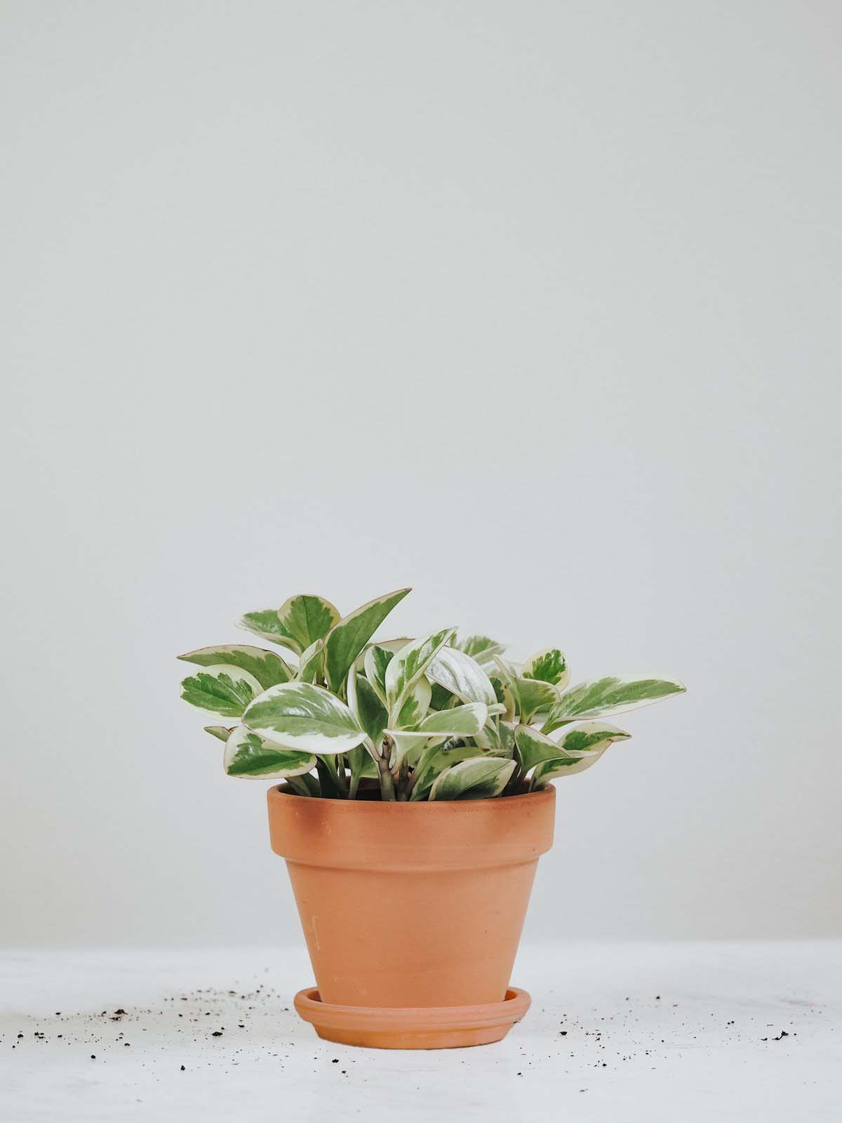 Peperomia Variegata - Plantredo