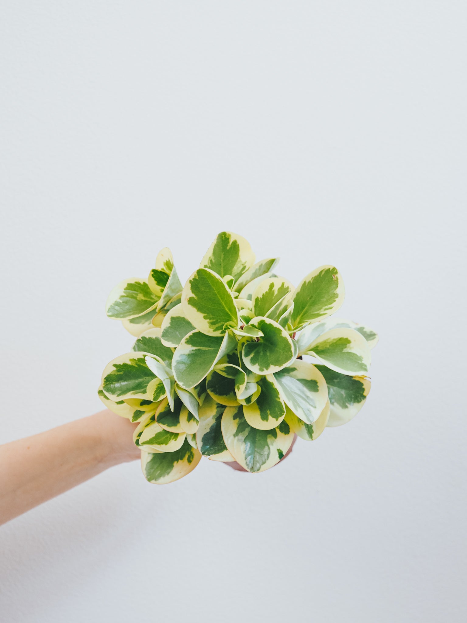 Peperomia Variegata - Plantredo