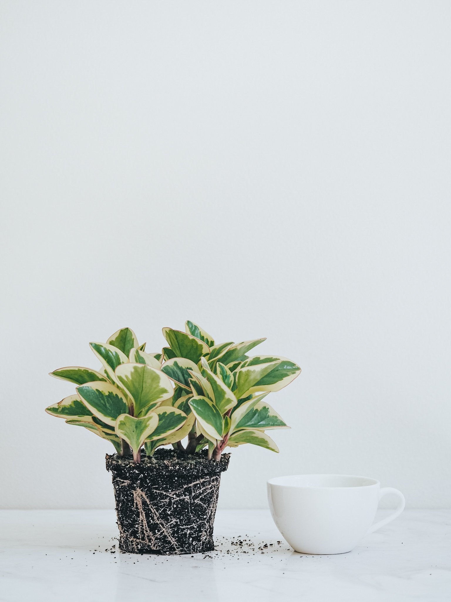 Peperomia Variegata - Plantredo
