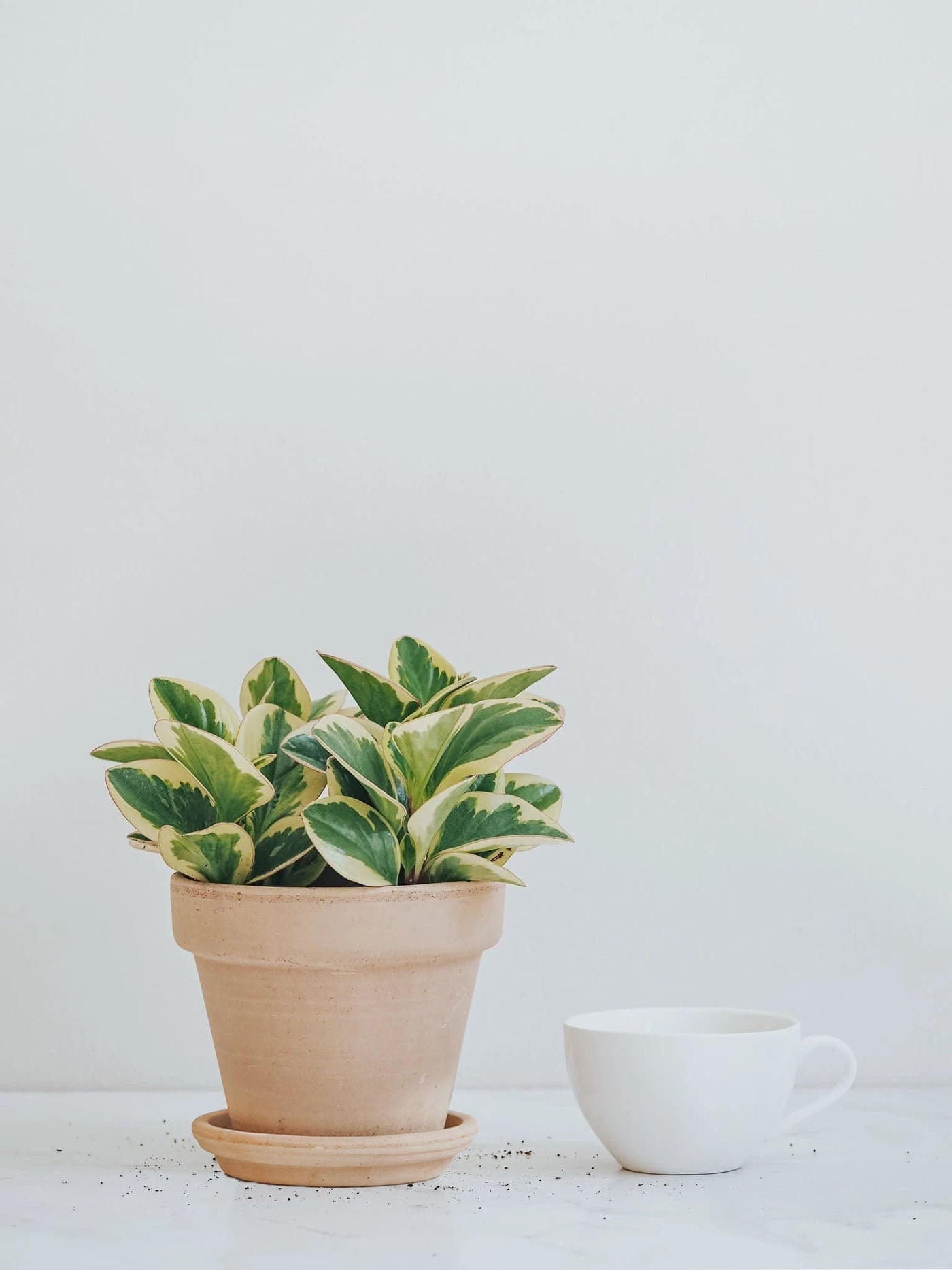 Peperomia Variegata - Plantredo