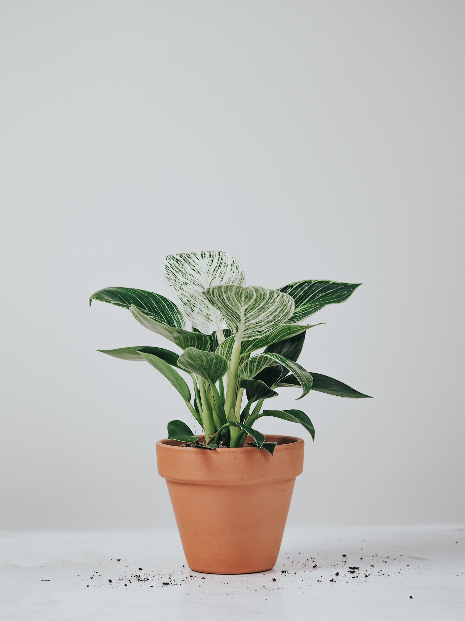 Philodendron Birkin - Plantredo