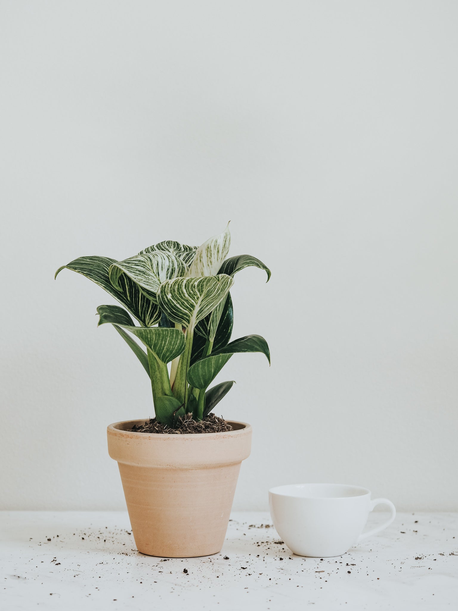 Philodendron Birkin - Plantredo
