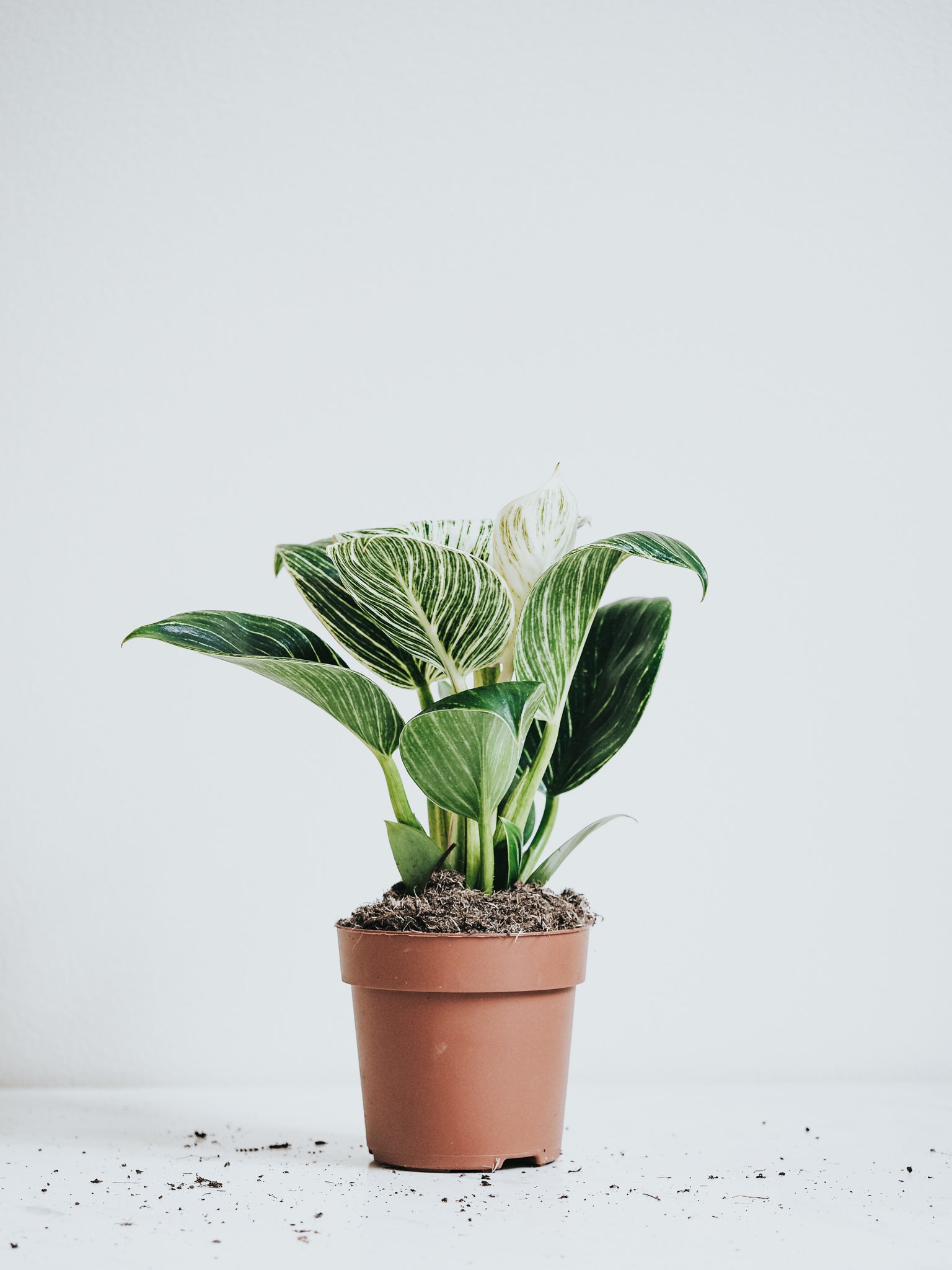 Philodendron Birkin - Plantredo