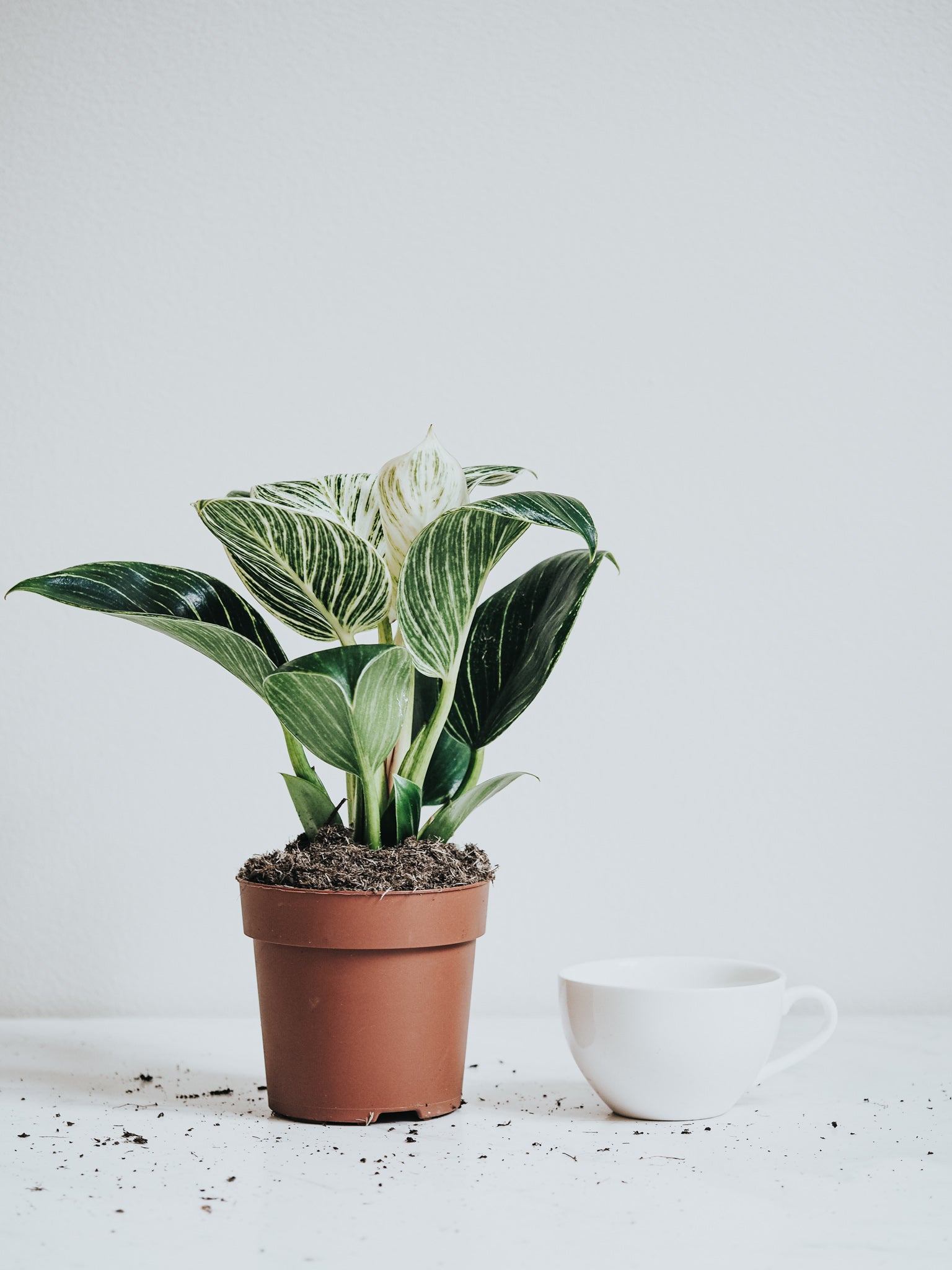 Philodendron Birkin - Plantredo