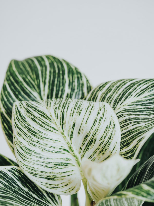 Philodendron Birkin - Plantredo