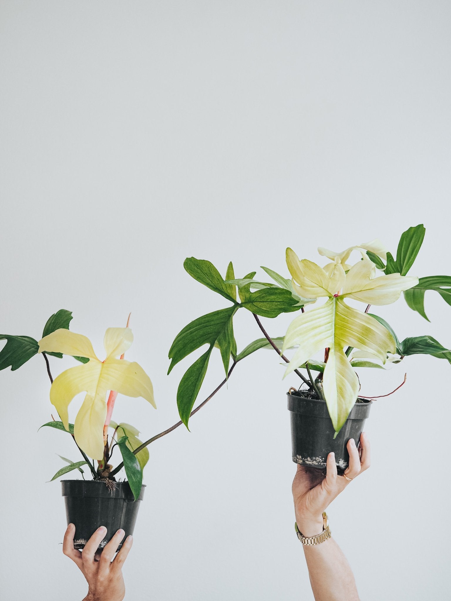 Philodendron ’Florida Ghost’ - Plantredo