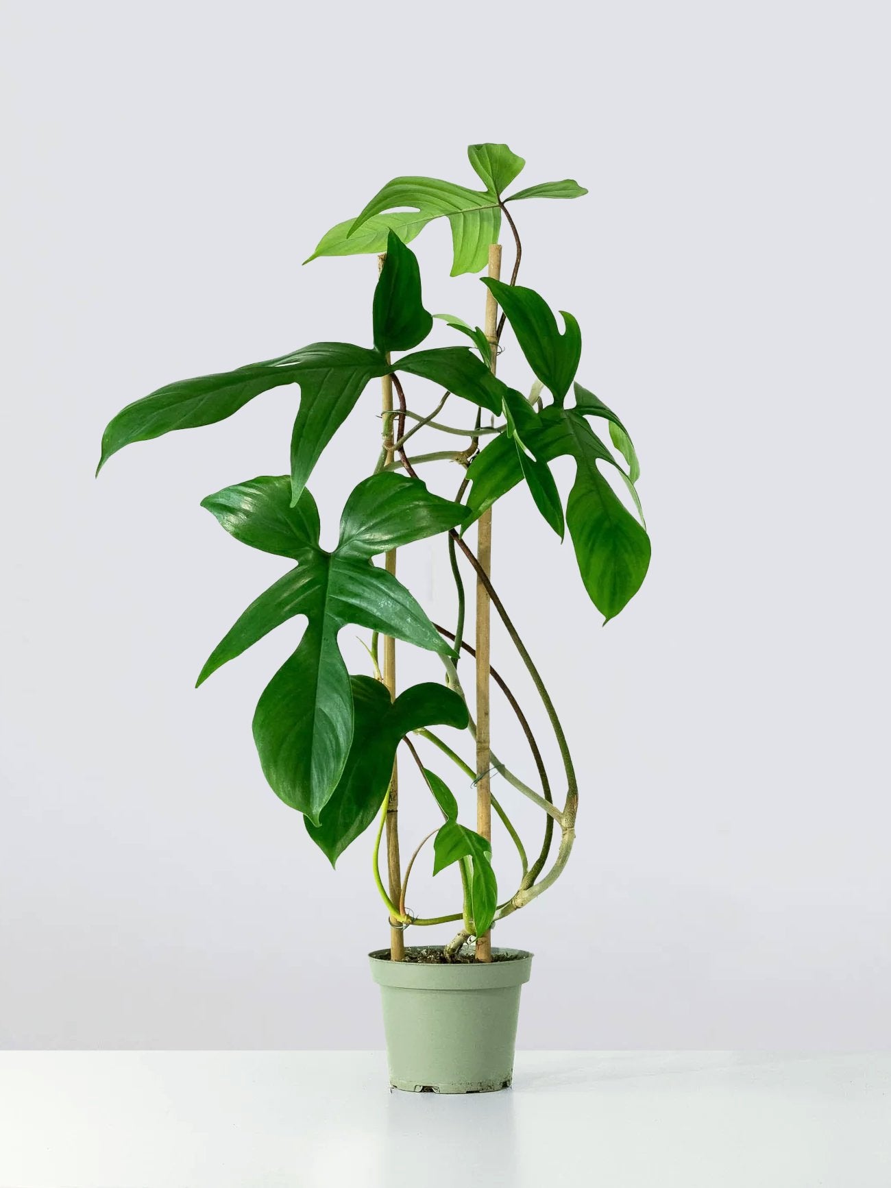Philodendron 'Florida Green' - Plantredo