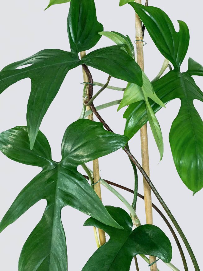 Philodendron 'Florida Green' - Plantredo