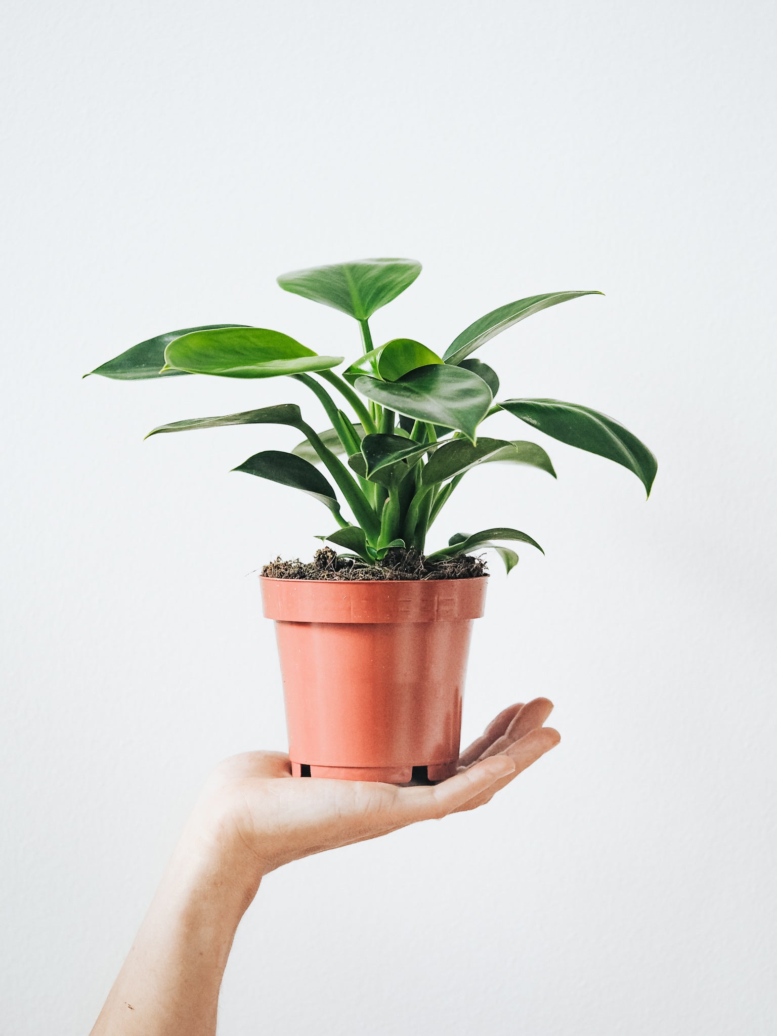Philodendron Green Princess - Plantredo