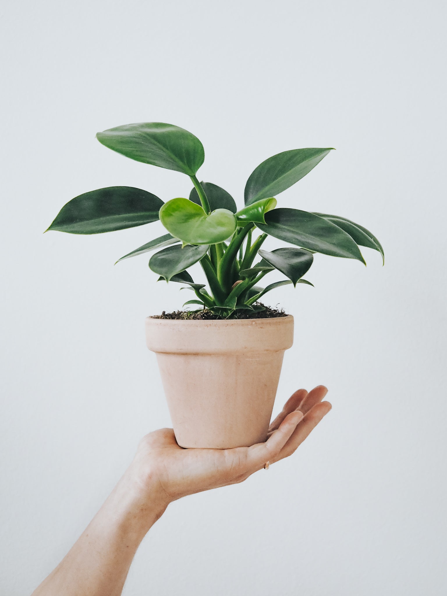 Philodendron Green Princess - Plantredo