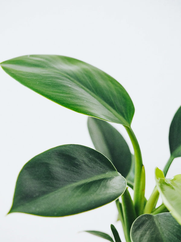 Philodendron Green Princess - Plantredo