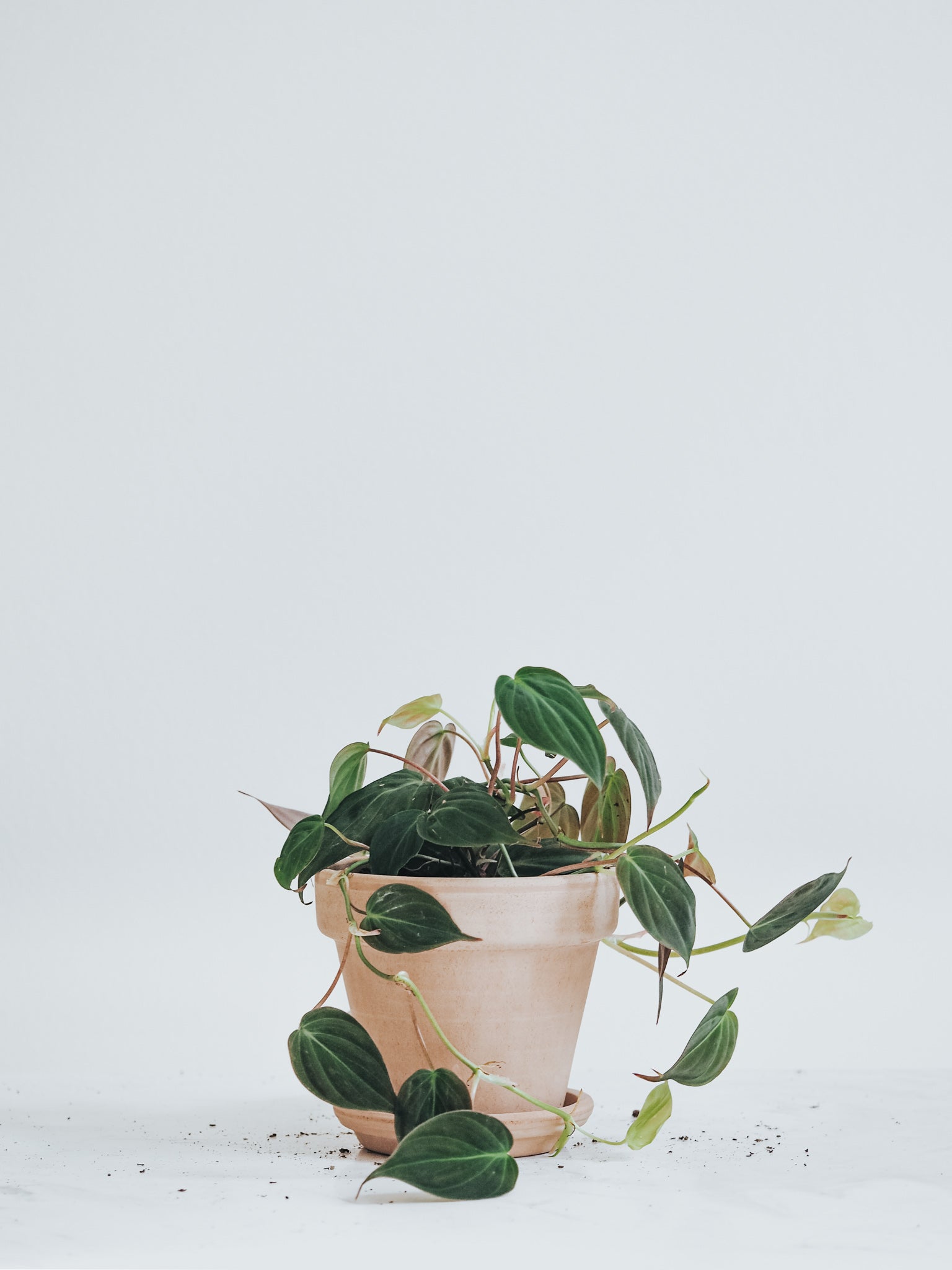 Philodendron Micans - Plantredo
