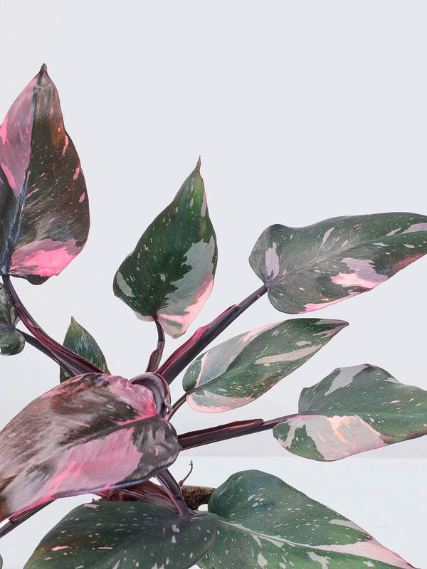 Philodendron 'Pink Princess' - Plantredo