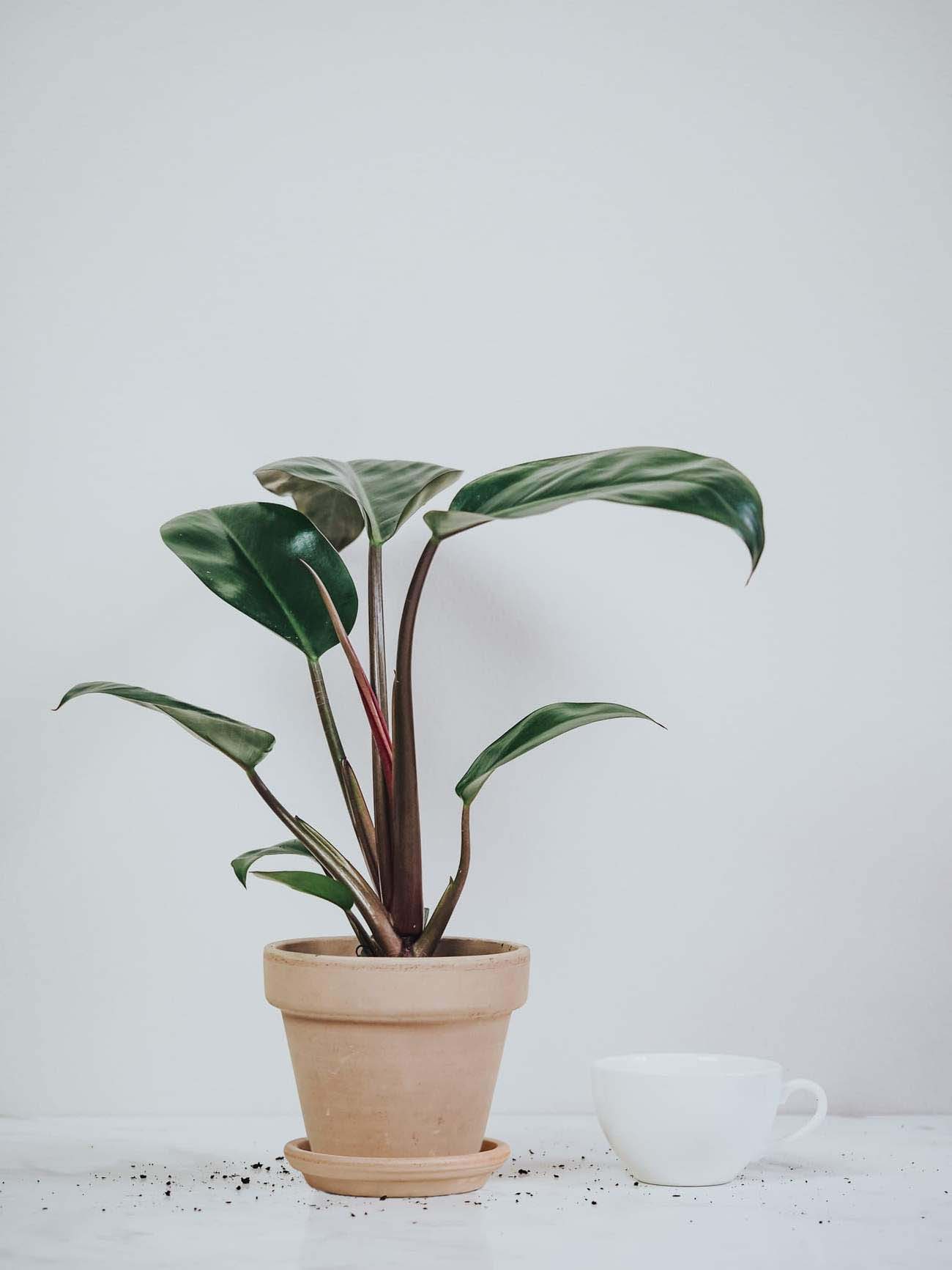 Philodendron Rojo Congo - Plantredo