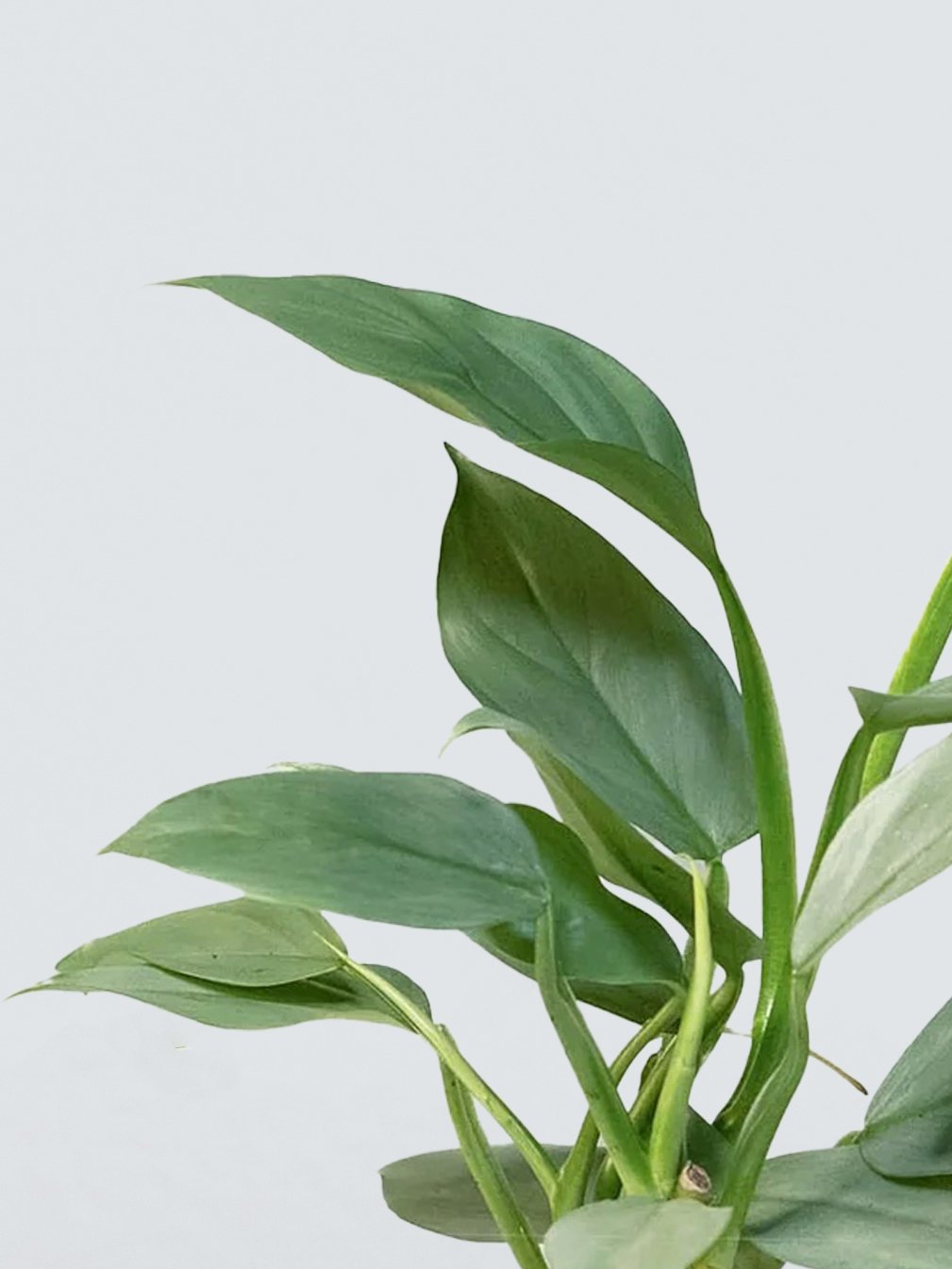 Philodendron 'Silver Sword' - Plantredo