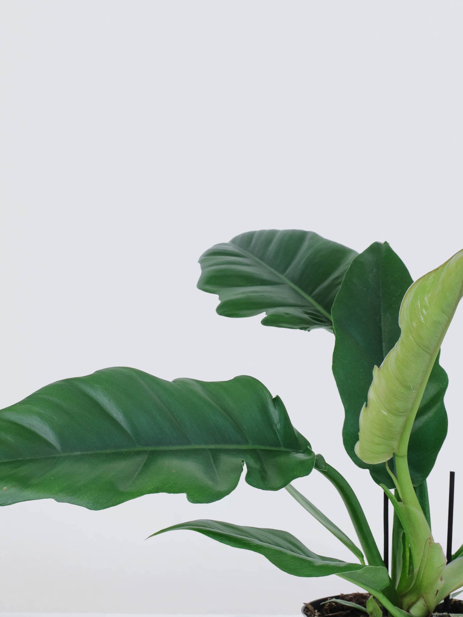 Philodendron 'Tiger Tooth' - Plantredo
