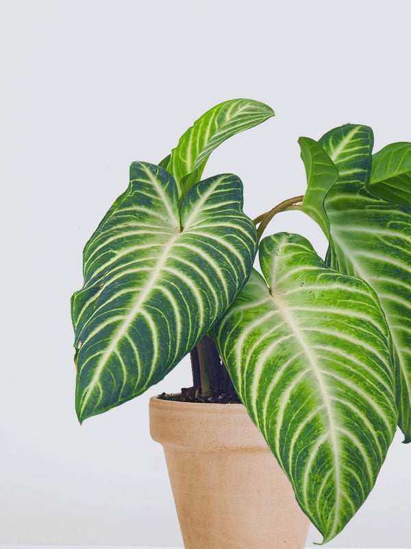 Phyllotaenium lindenii - Plantredo
