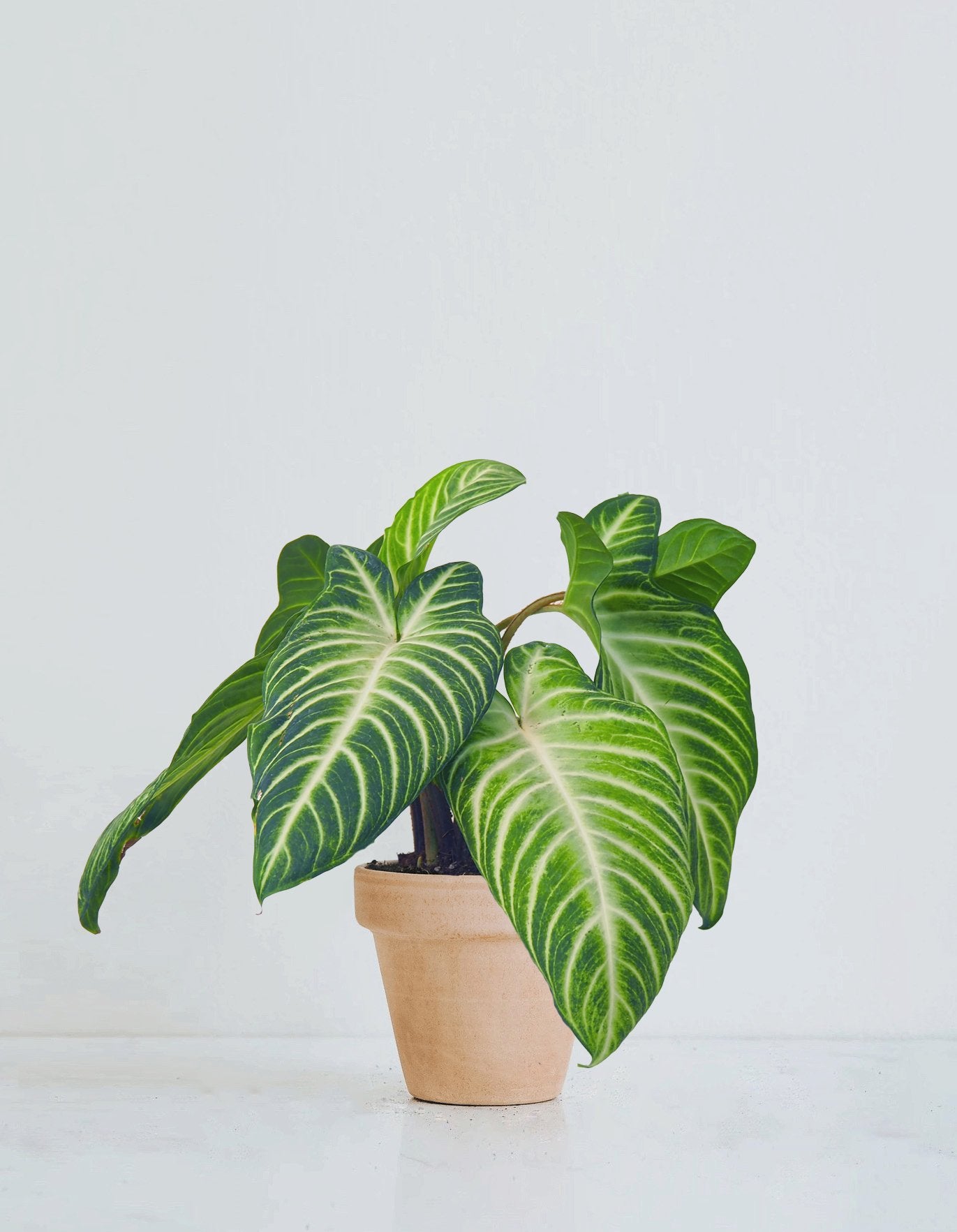 Phyllotaenium lindenii - Plantredo