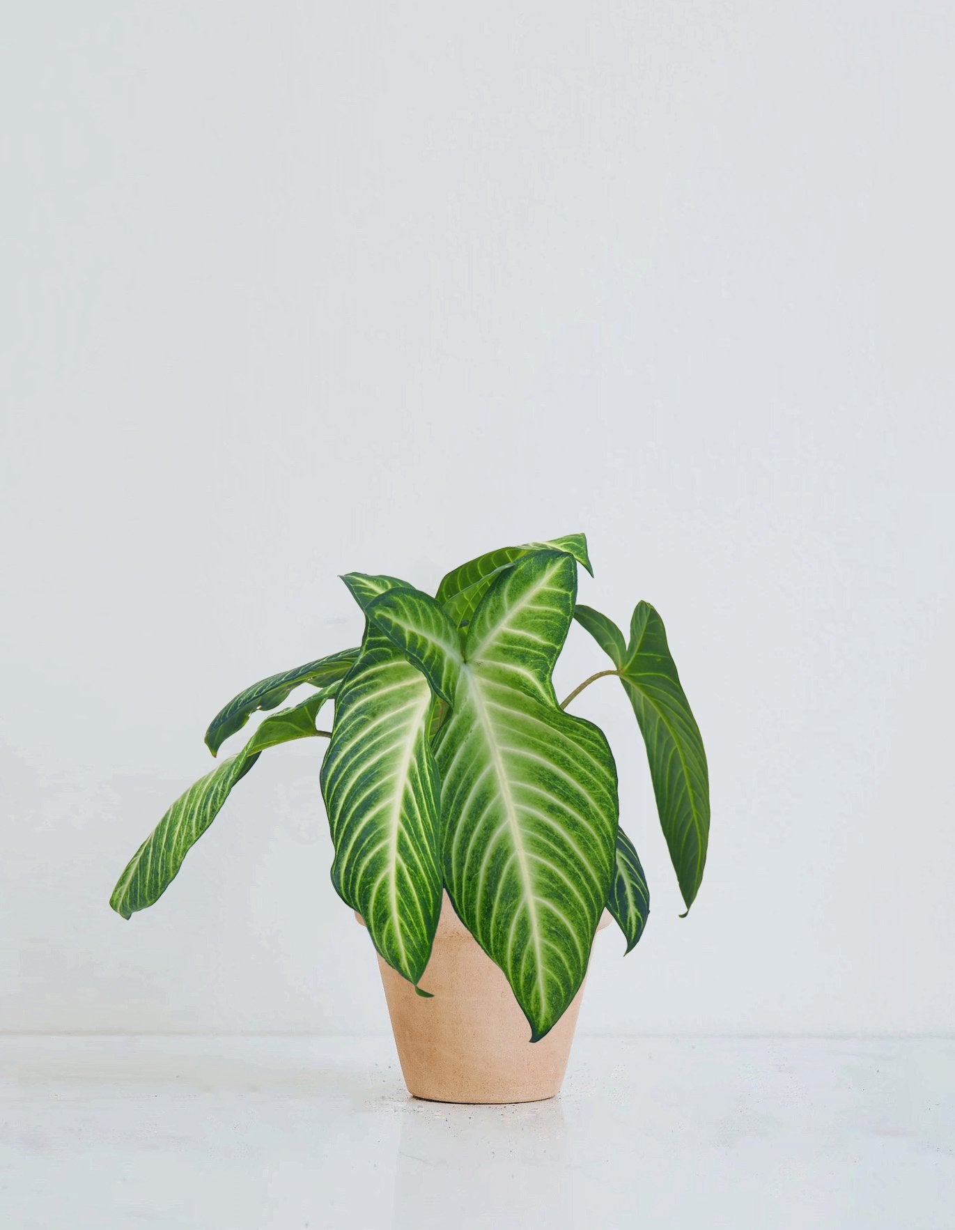 Phyllotaenium lindenii - Plantredo