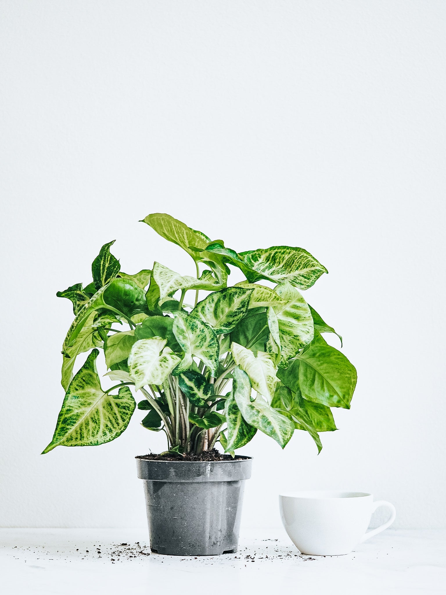 Pilspetsranka - Plantredo