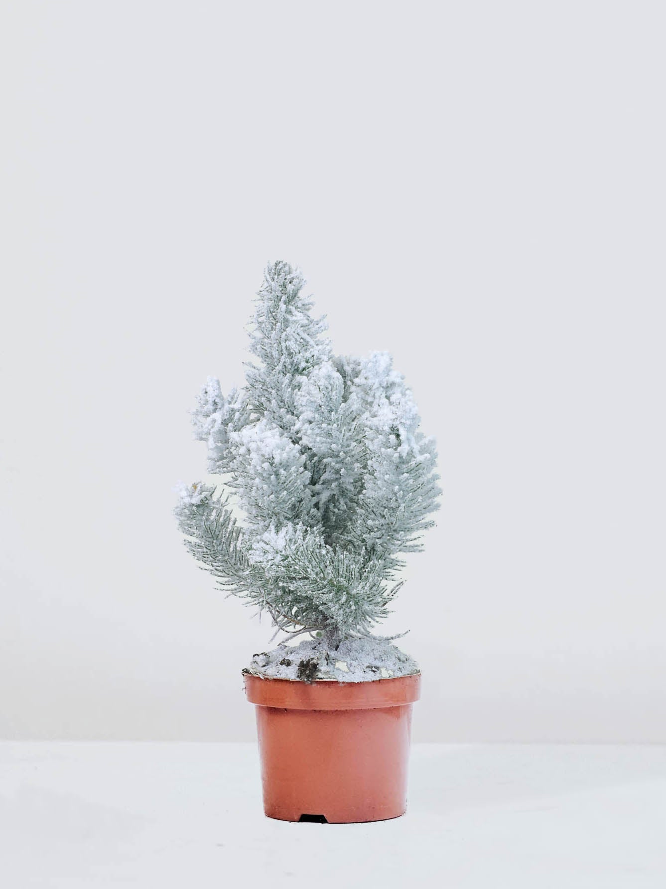Pinea snö / Julgran med snö - Plantredo