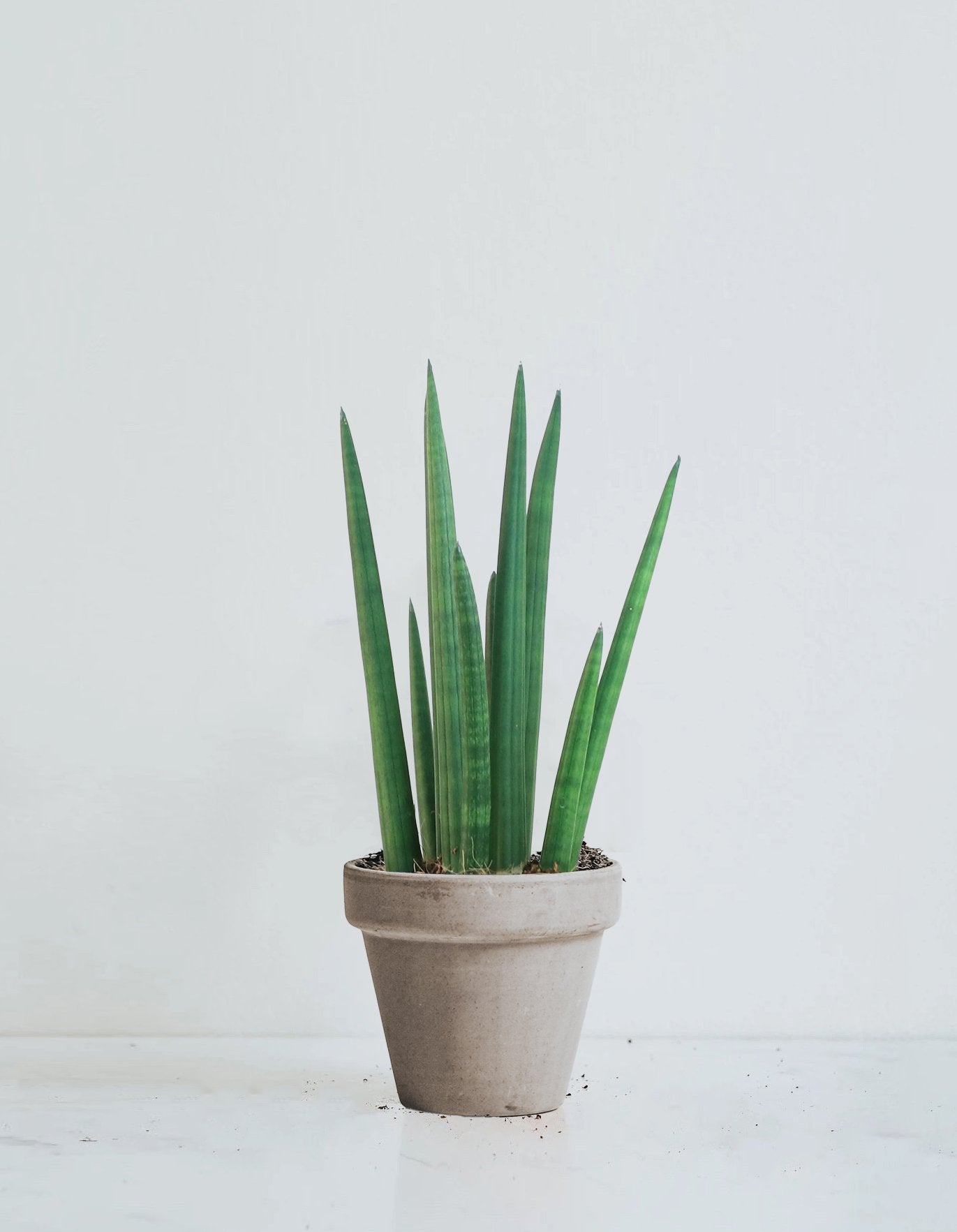 Pinnlilja - Plantredo