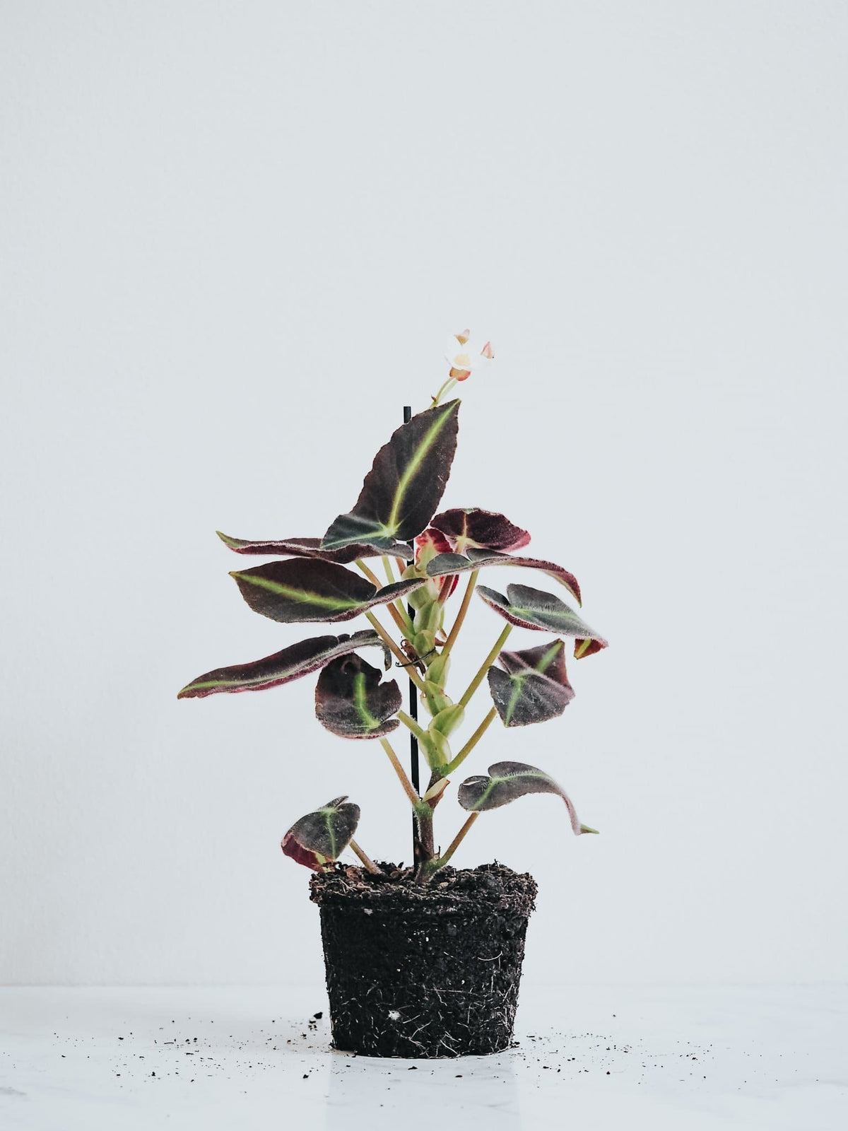 Randbegonia - Djungelrummet