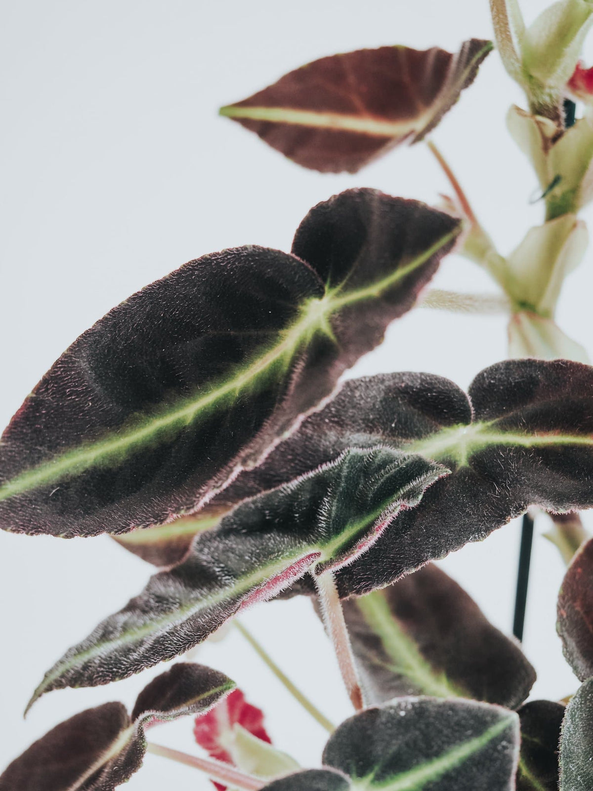 Randbegonia - Djungelrummet