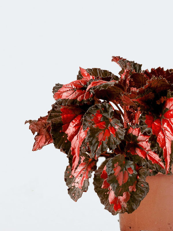 Rexbegonia Röd & Svart - Plantredo