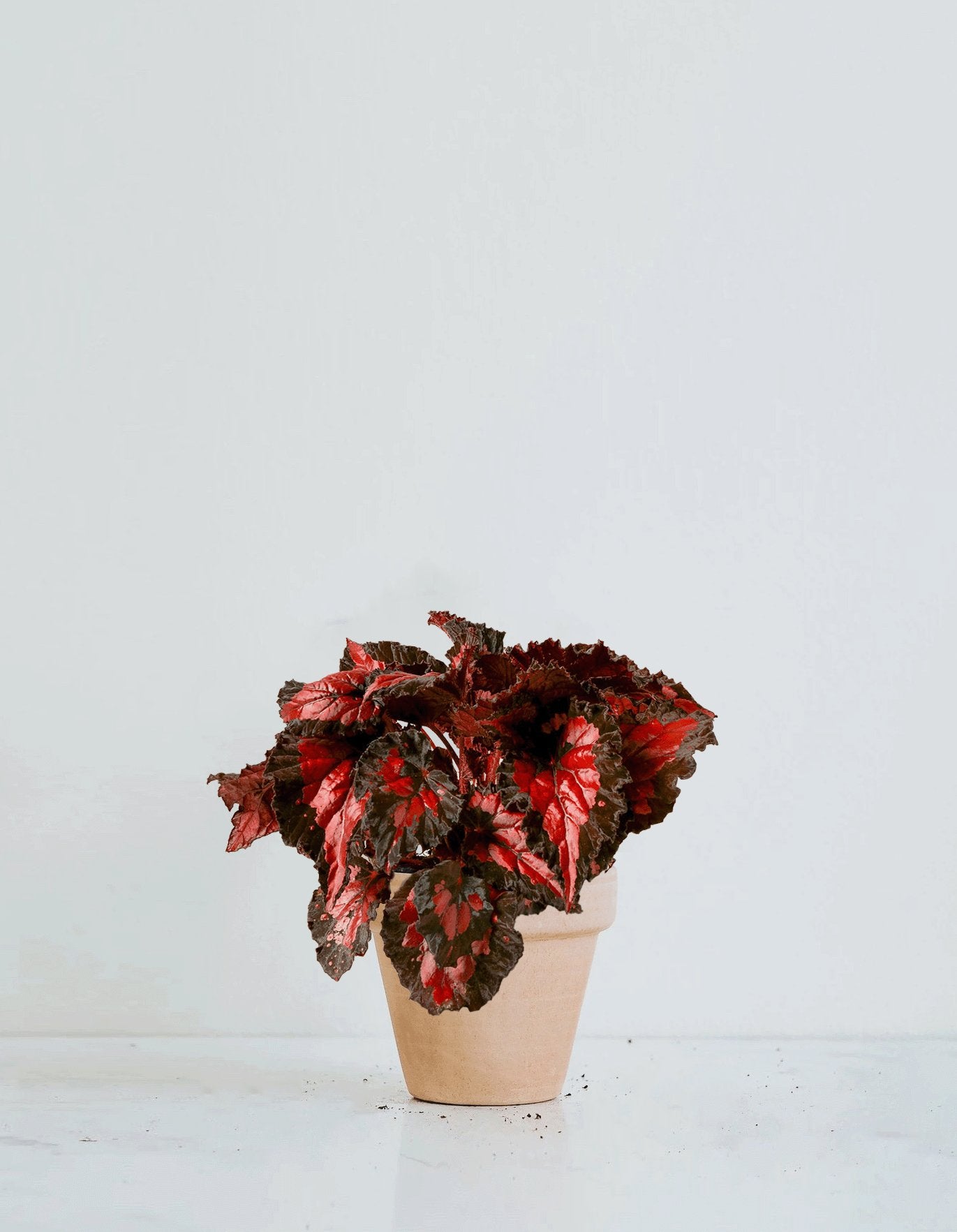 Rexbegonia Röd & Svart - Plantredo