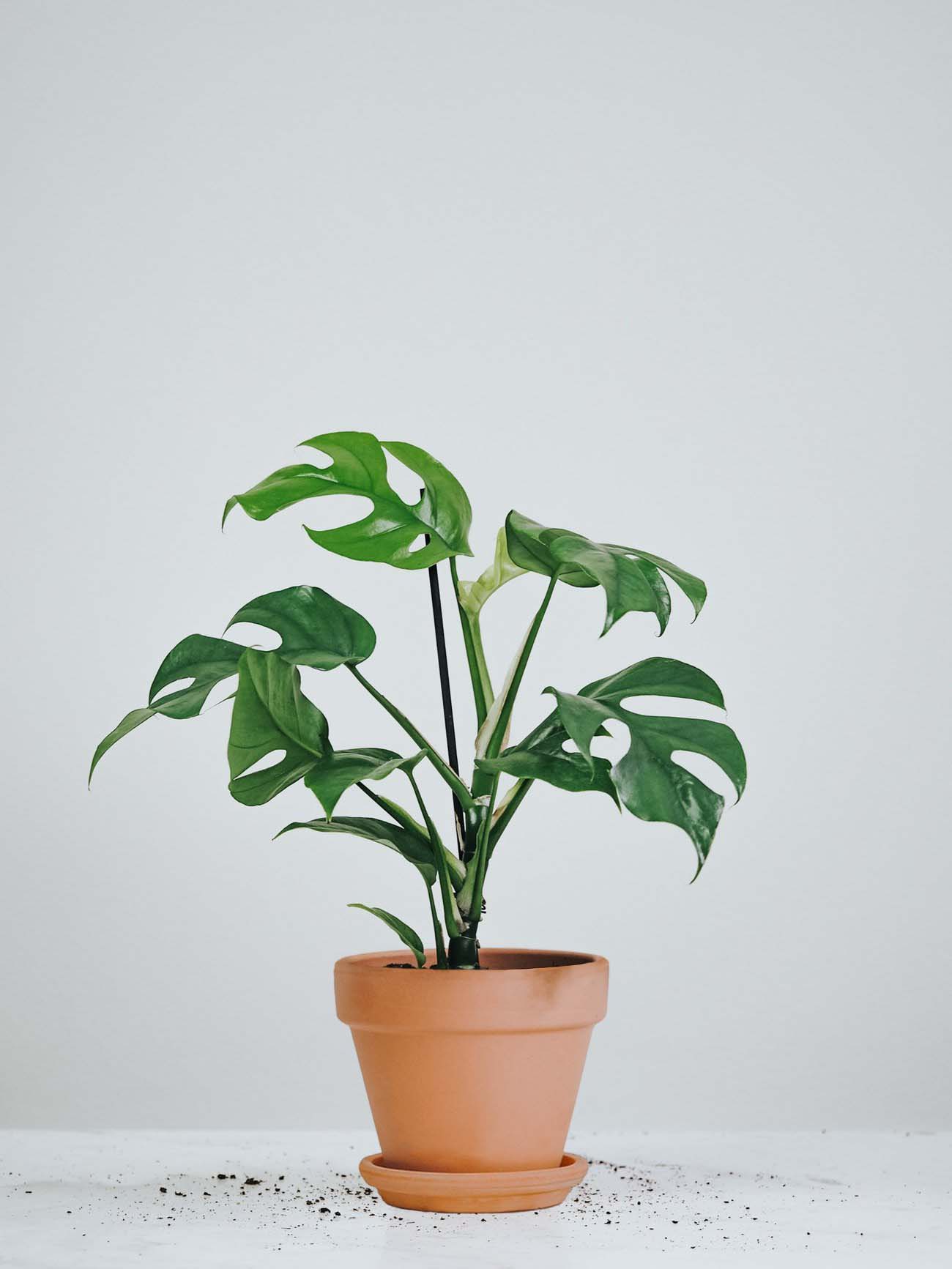 Rhaphidophora Tetrasperma - Plantredo