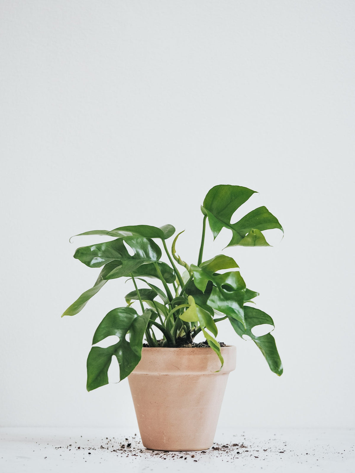 Rhaphidophora Tetrasperma - Plantredo