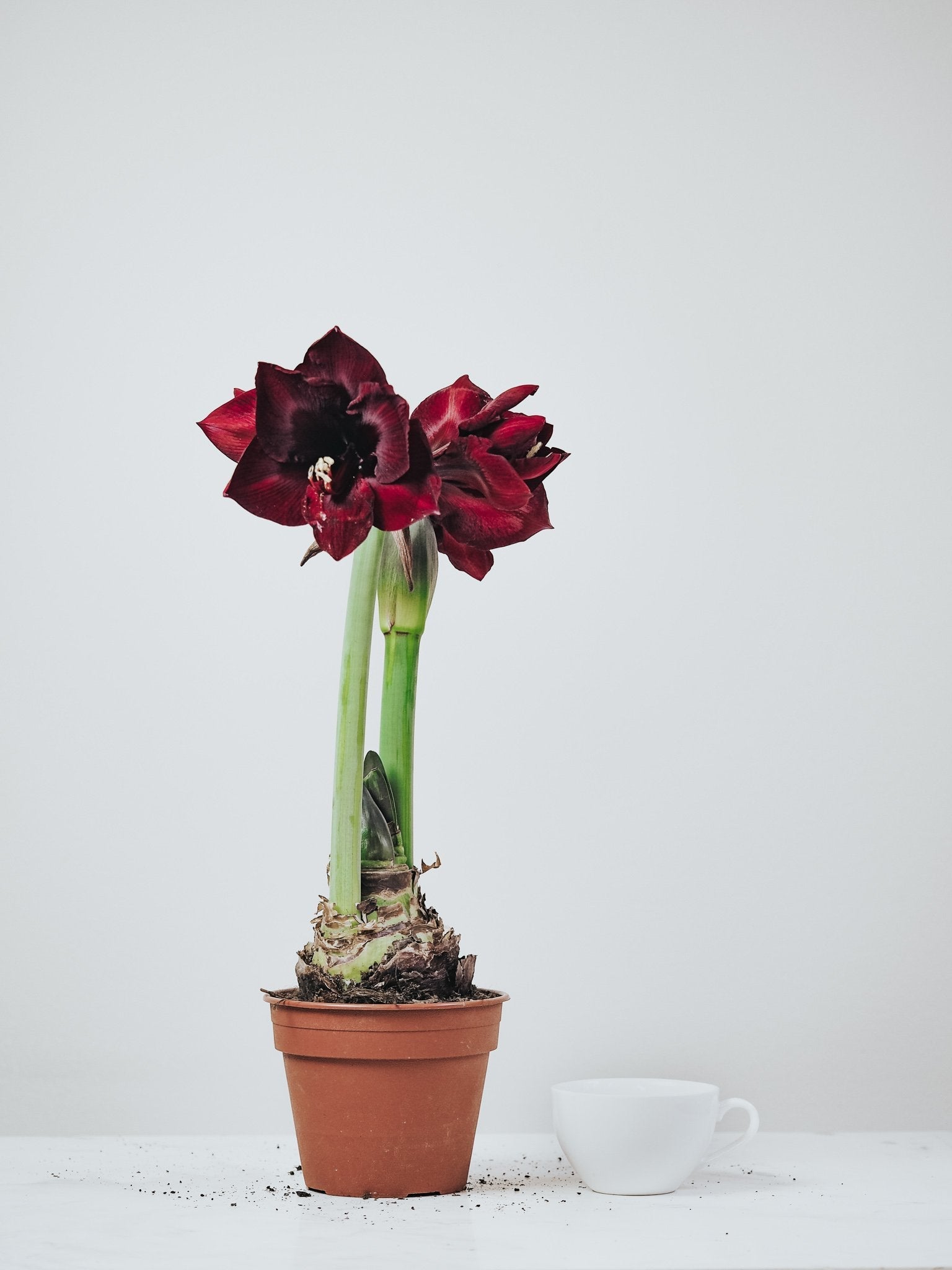 Röd Amaryllis - Plantredo