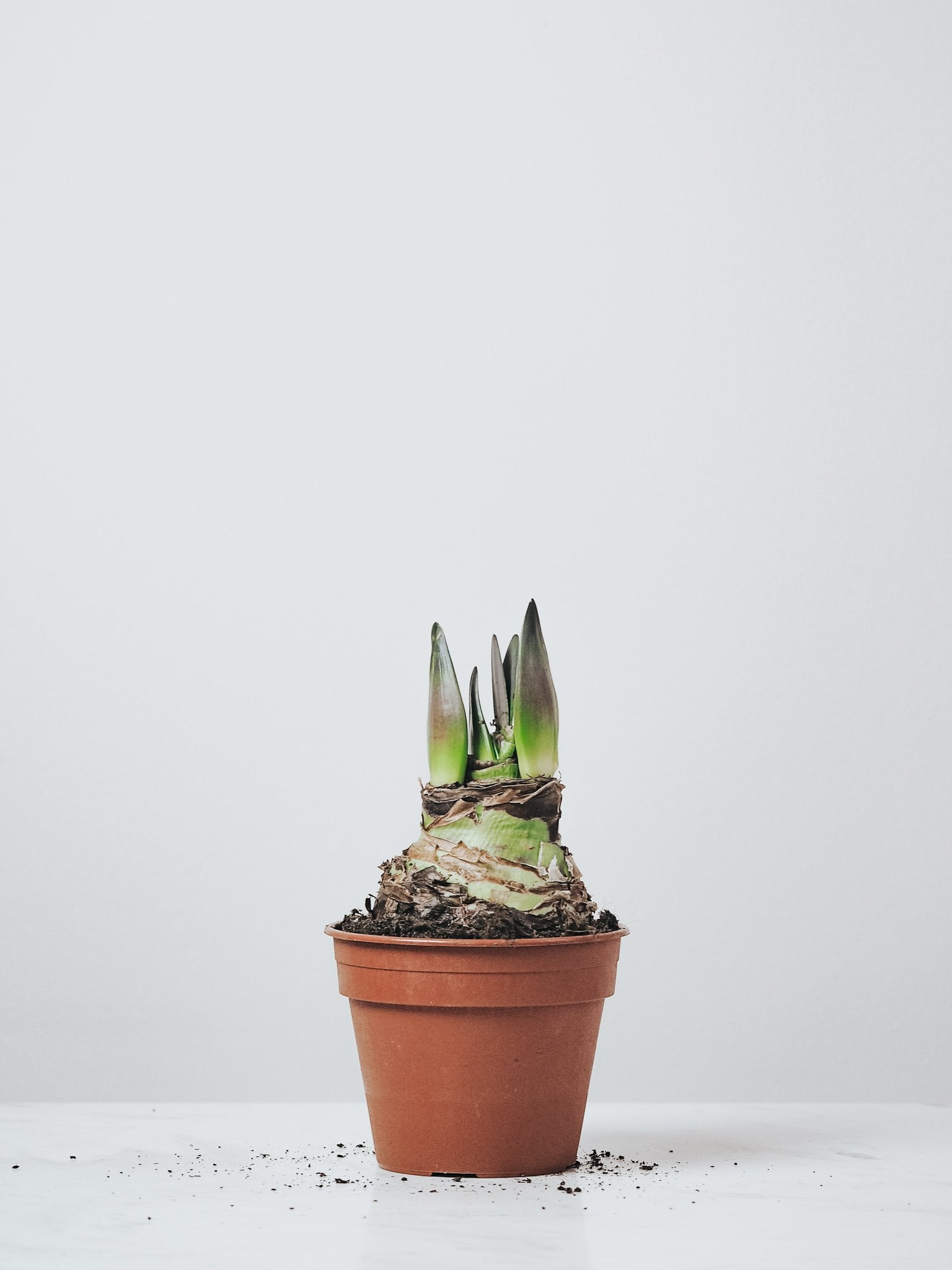 Röd Amaryllis - Plantredo