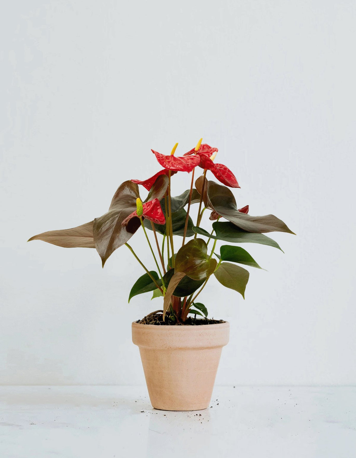 Röd Rosenkalla - Plantredo