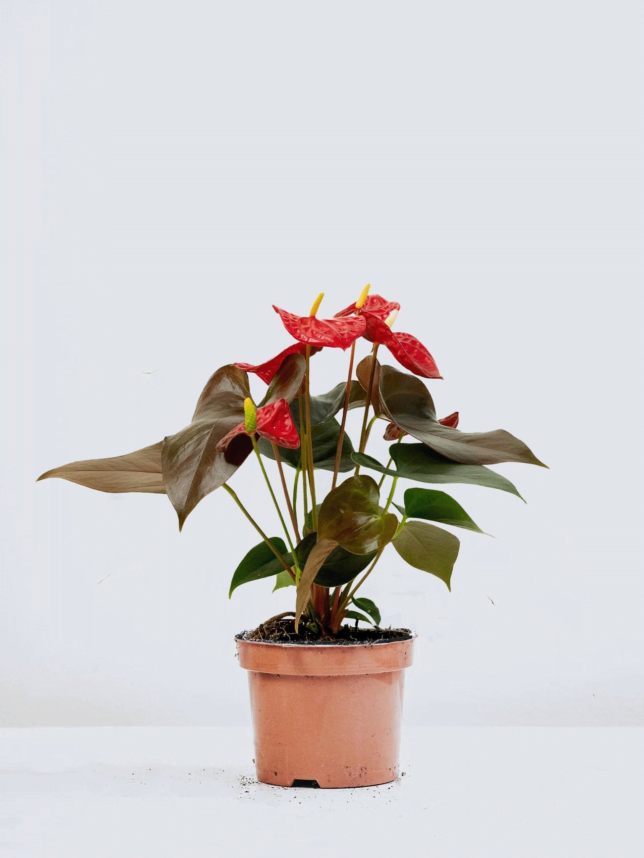 Röd Rosenkalla - Plantredo