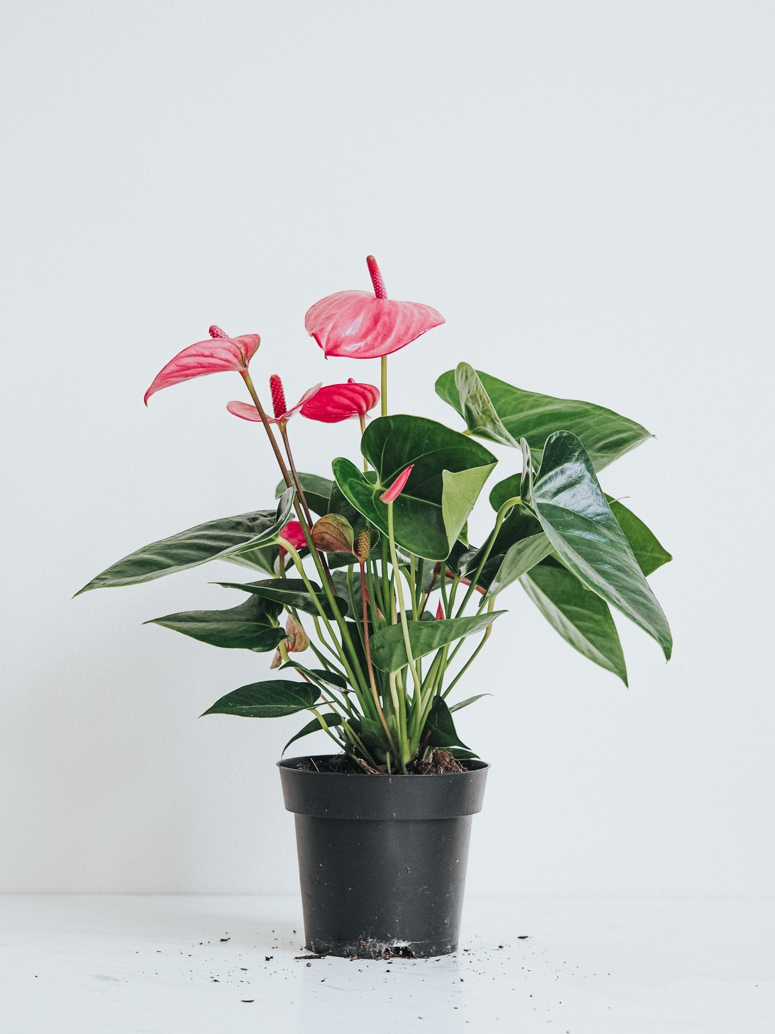 Rosenkalla | Anthurium Andraeanum | Köp Växter Online